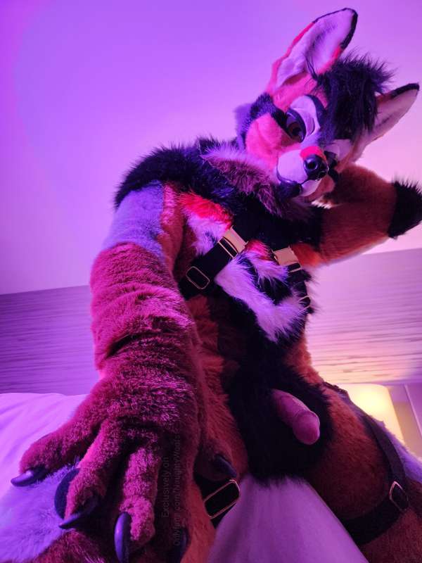 Some nice solo harness pics of rogue, enjoy! 🖤🤎🧡
