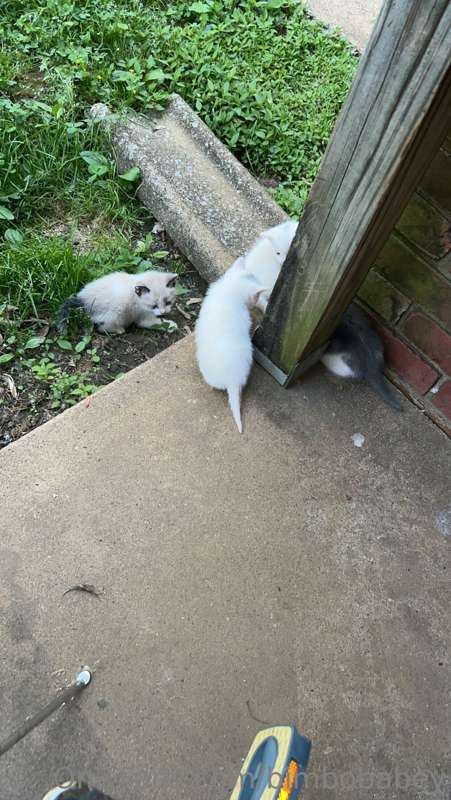 I just found a bunch of kittens so sorry if I don’t answer m.. 3