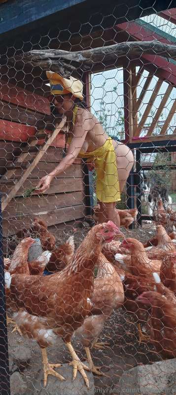 Mis amigas las Gallinas 🐓🐓🐓🐥🐤🐣#lagranjadetalita👩‍🍳❤️ 13