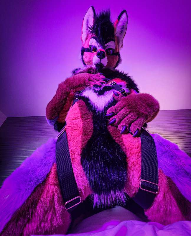 6 fancy pics of Rogue posing with his harness (sfw)  🐶🧡