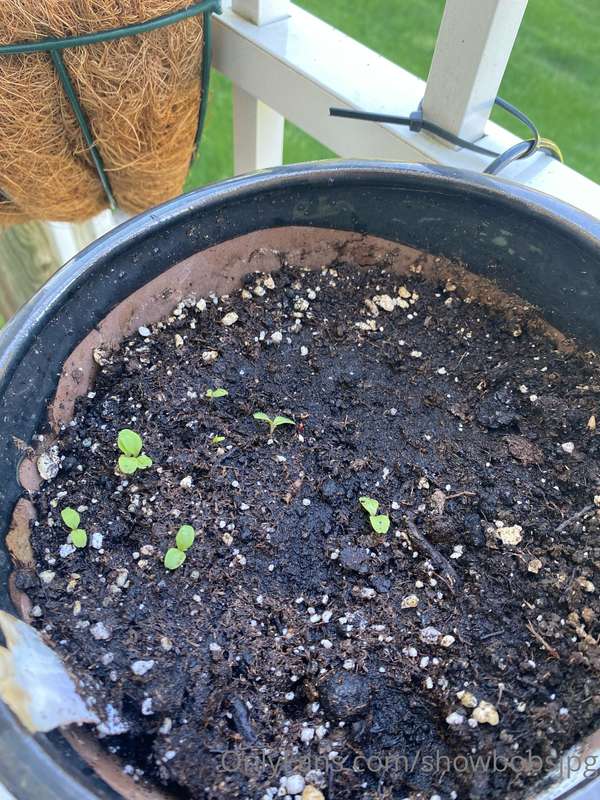 🚨WHOLESOME PLANT UPDATE WITH GREENHOUSE BATHROOM BOOB PIX AT.. 3