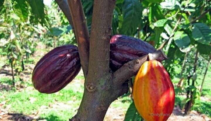 Cacao, Amado Árbol de los Dioses 8