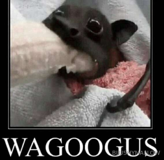 B/g warning ⚠️  . Am wagoogus… ran out of bananas so I had t.. 1