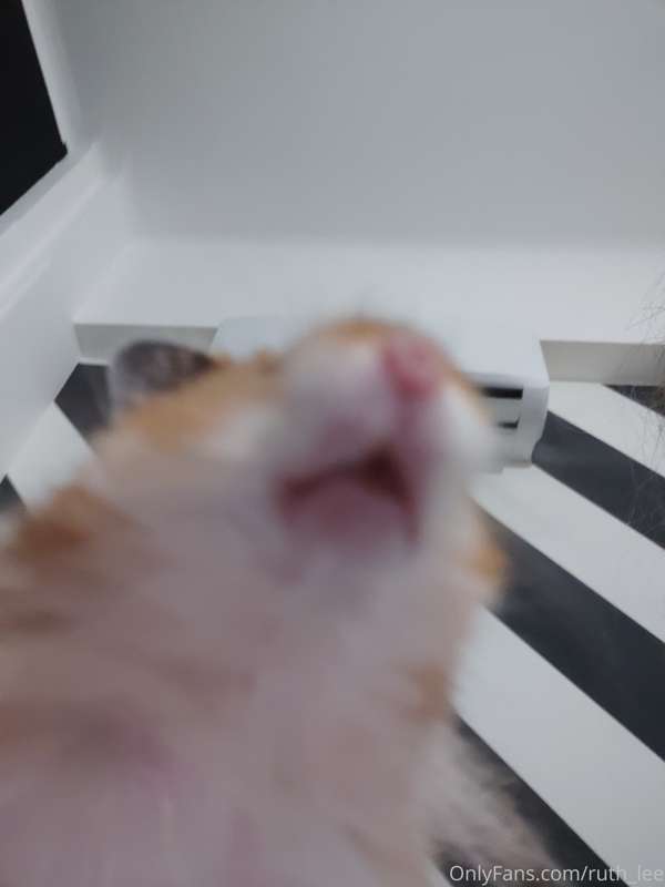 He is GORDITO, he is my hamster, he is a love ball 1