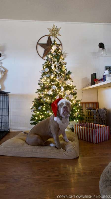 Merry Christmas from Bambi🎁Diesel 🎁 Mya 🎁 2
