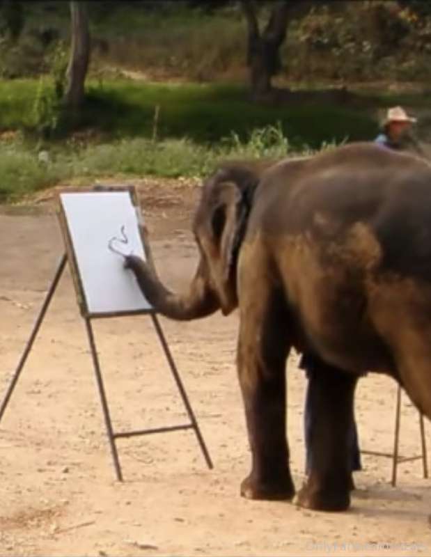 Artist 🐘 4