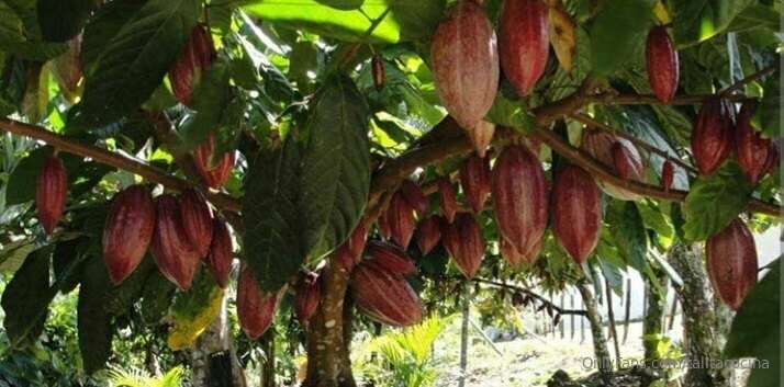 Cacao, Amado Árbol de los Dioses 5