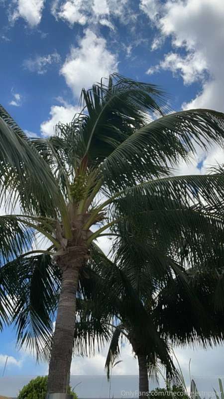 something about palm trees just makes me instantly happy 😍🌴 ..