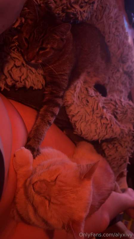 If y’all wanted an update on the new kitty I adopted 😸No I’m..