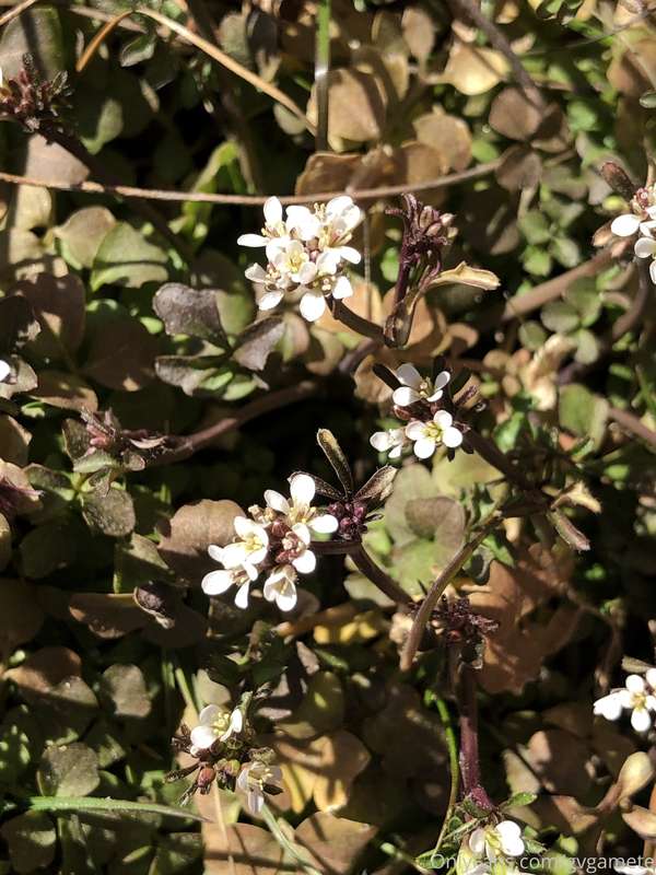 Flowers!! First of the season