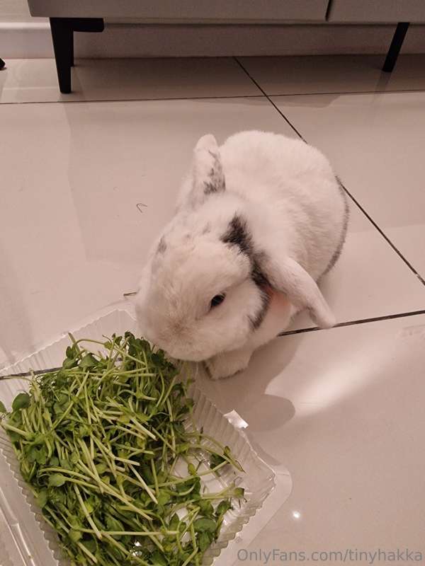 patchy is my new baby and is very cute of a bunny I love him.. 2