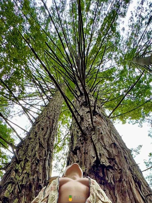 Exploring the Redwood Forest in Santa Cruz, CA. Should I pul.. 1