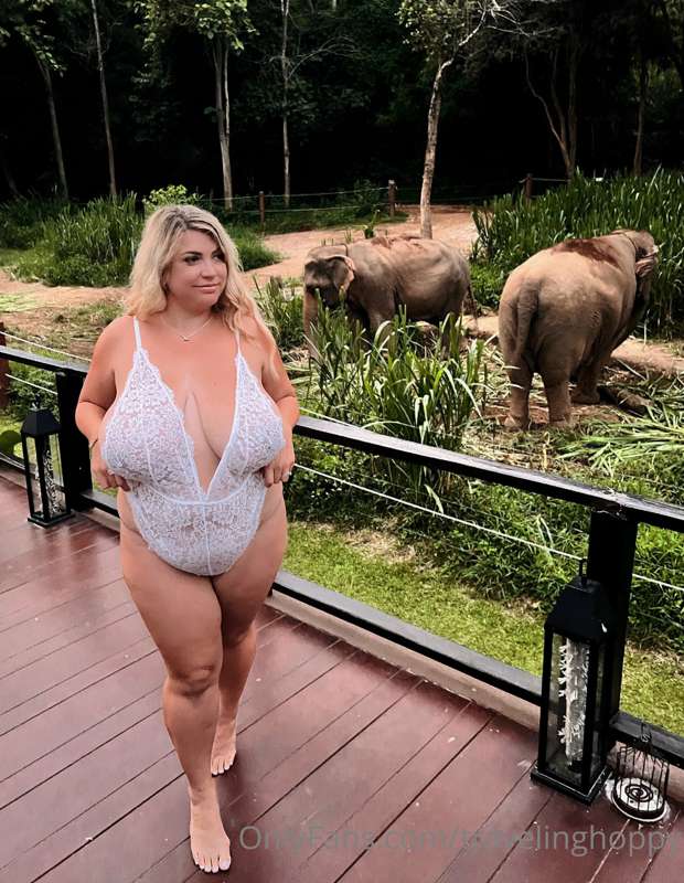 The elephants couldn’t care less 😆 3