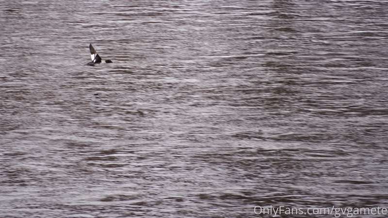 Golden-eye Fly by