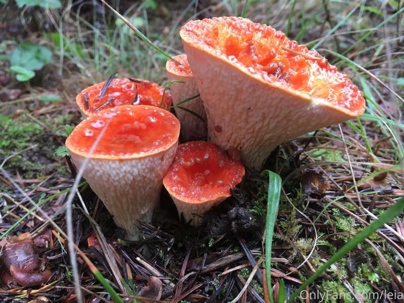 A sampling of my mushrooming pictures! Three edible... One.... 4