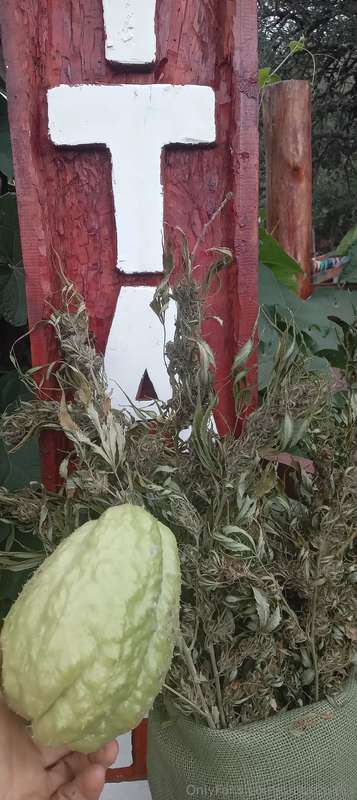Aloha Amig@! Cómo estás? Conocés la papa del aire ?👩‍🍳🌱💚Maña.. 12