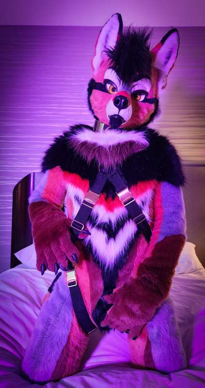 6 fancy pics of Rogue posing with his harness (sfw)  🐶🧡 6