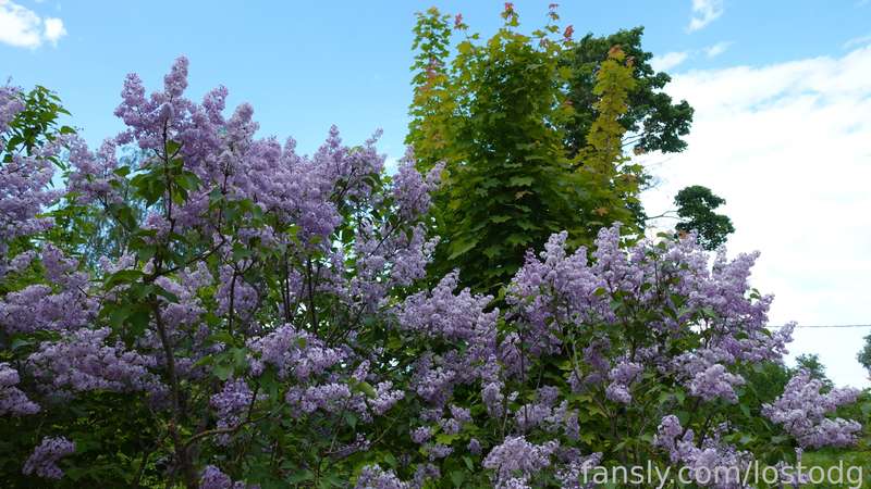 Lostodg - Fansly - 30 May, 2023 15