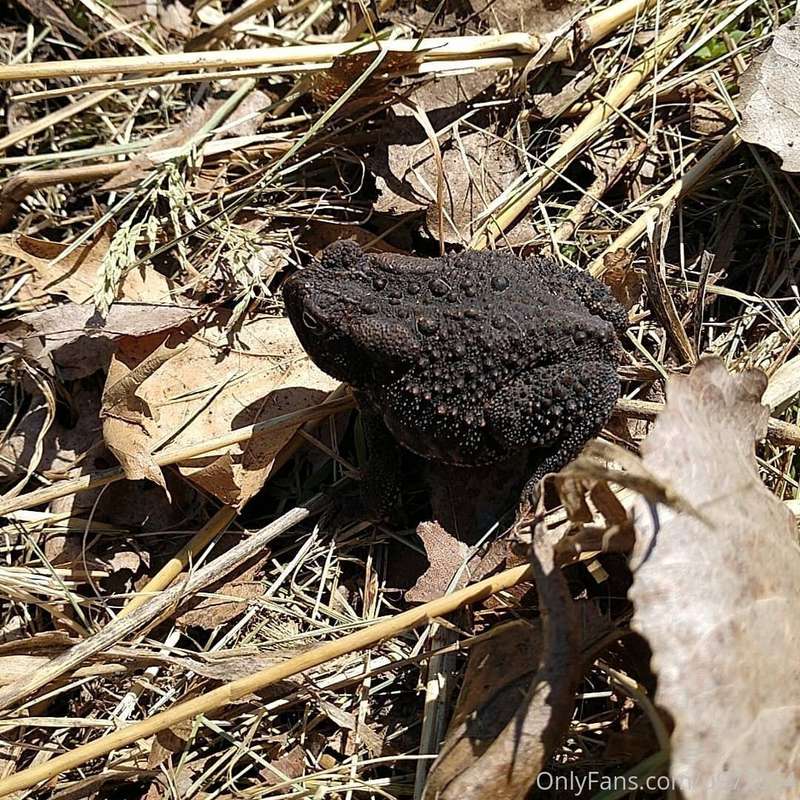 I stumbled upon this little fellow this summer, while doing ..