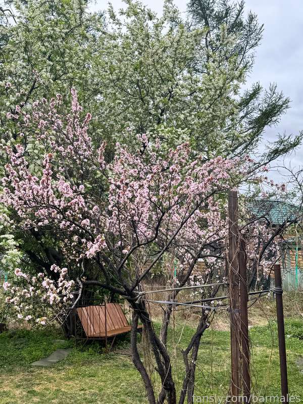 Barmales - Fansly - 10 Jun, 2024 28