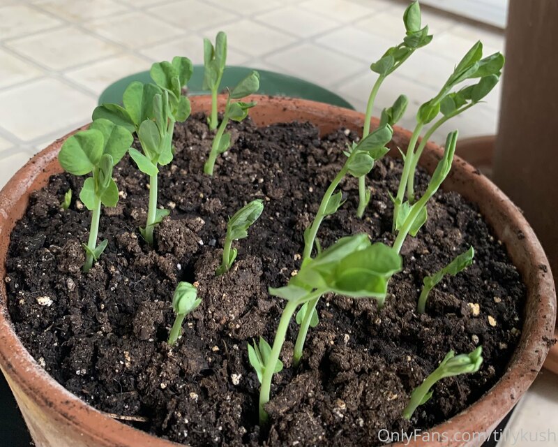 Little garden update. ?  
Here’s my pea sprouts! 
I love gro.. 1