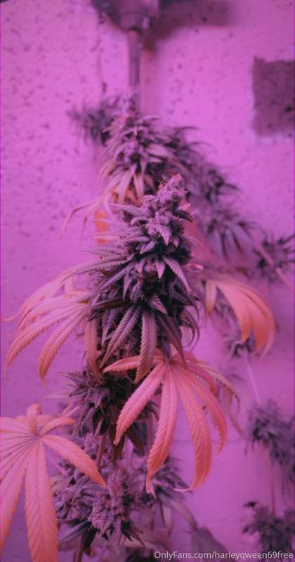 Look at those big buds 2