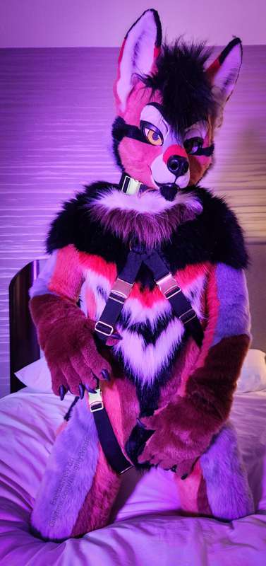 6 fancy pics of Rogue posing with his harness (sfw)  🐶🧡 2