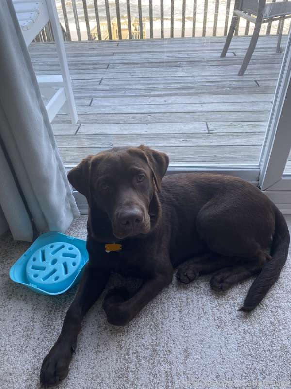 Send positive energy for my buddy Ren, we are off to the vet..