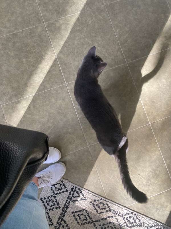 Come, come, kitty, kitty 😊