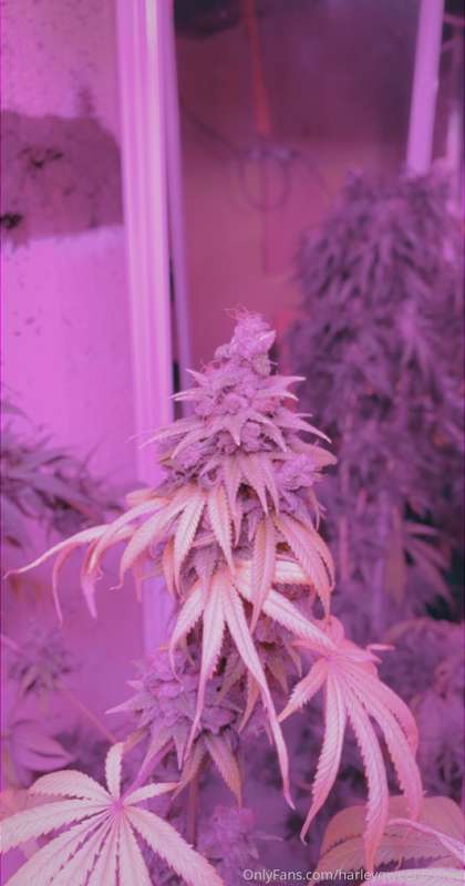 Look at those big buds 4