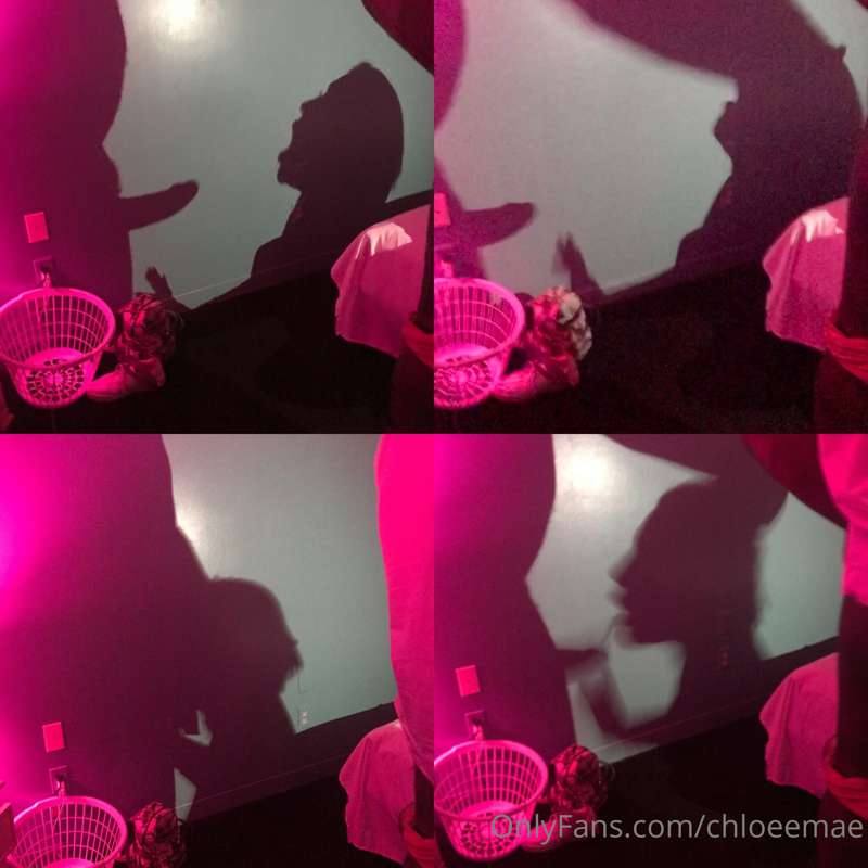 My other bull noticed we were making shadow puppets on the w..