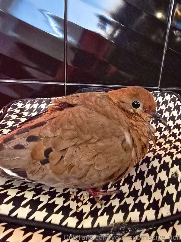 This bird crashed into my window, now I'm determined to make..