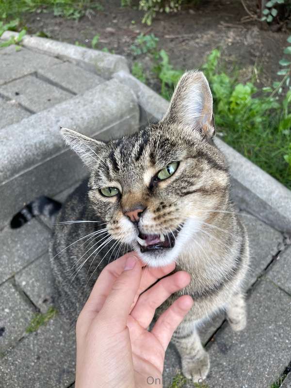 Two pussies hang out togetherScroll for the meme