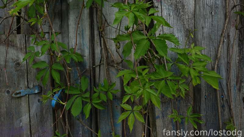 Lostodg - Fansly - 30 May, 2023 1