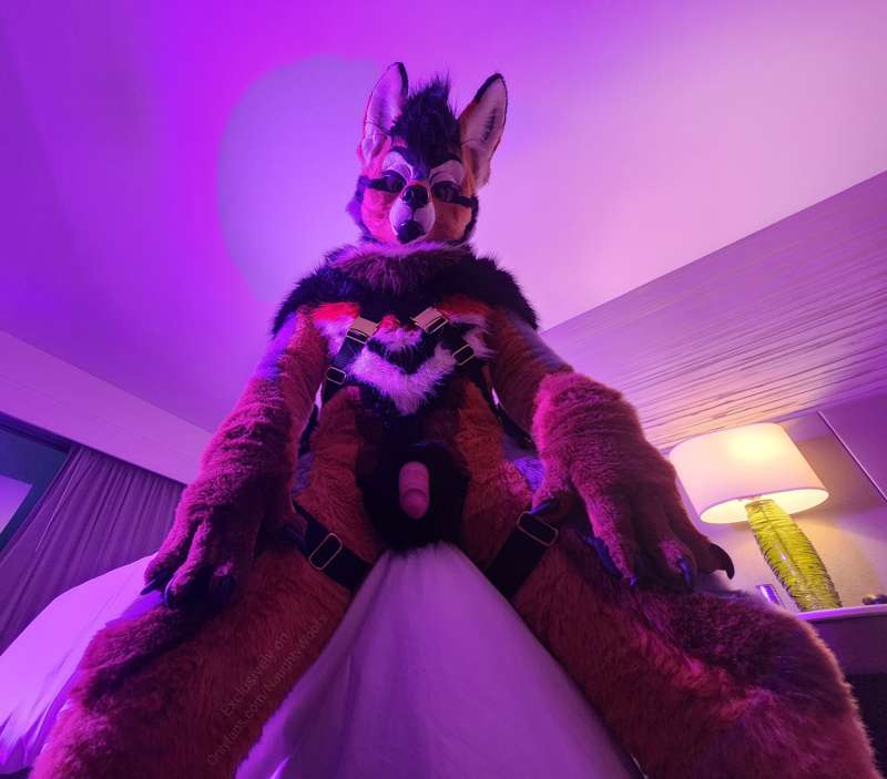 Rogue harness pictures, part 2!  🤎🧡🖤 2