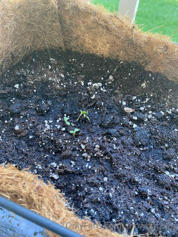 🚨WHOLESOME PLANT UPDATE WITH GREENHOUSE BATHROOM BOOB PIX AT.. 1