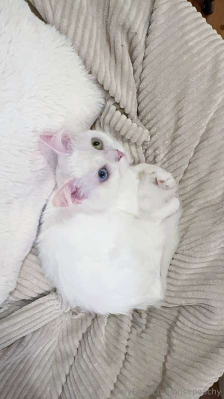 My snowy Yuki, with her gorgeous blue-green eyes, is pure ch..