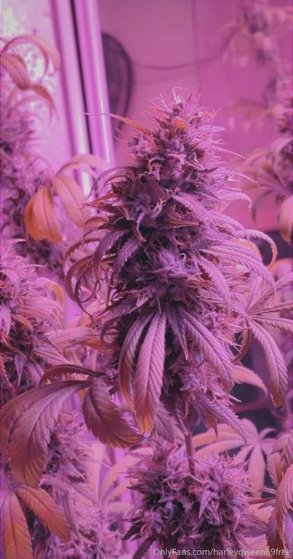 Look at those big buds