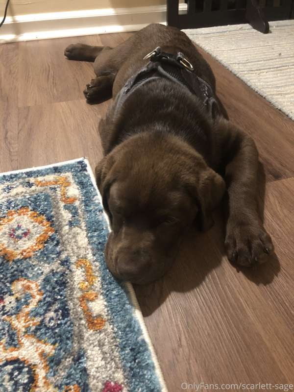 Of course he got new toys! And now he’s worn OUT! 1