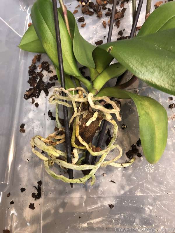 Orchid repotting