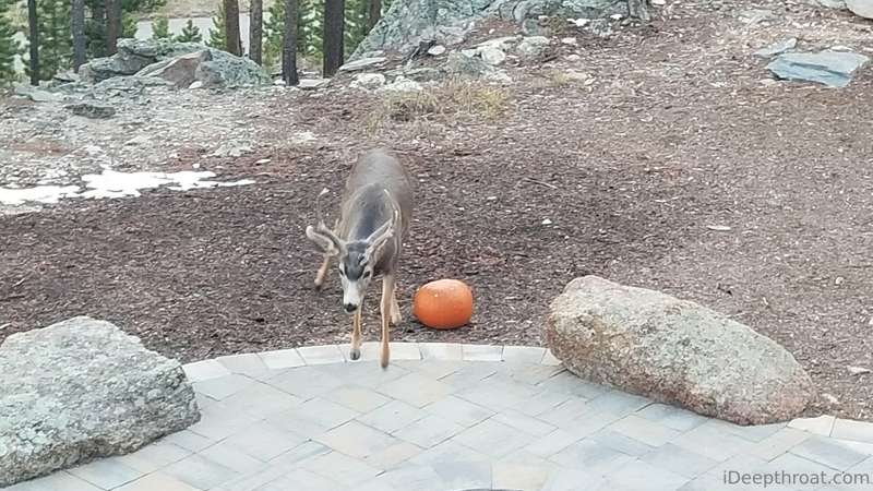 Check out the Sunrise this morning. And we also had a visito.. 2