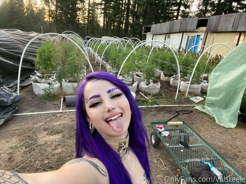 LEGAL w33d farm content otw (sundaze farms) 1