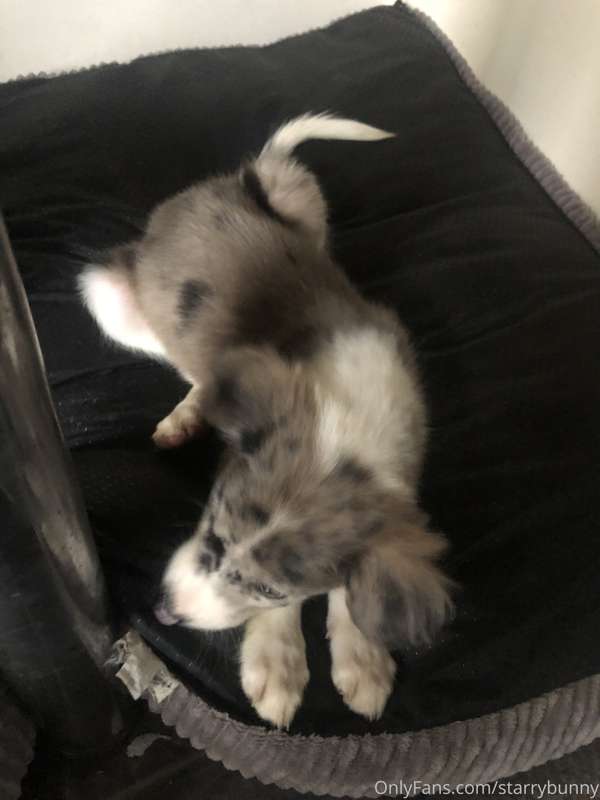 I got a puppy! I know this is not related at all to my usual.. 4