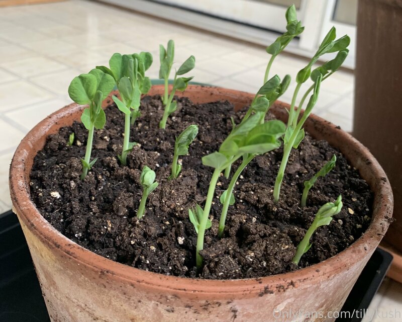 Little garden update. ?  
Here’s my pea sprouts! 
I love gro.. 2
