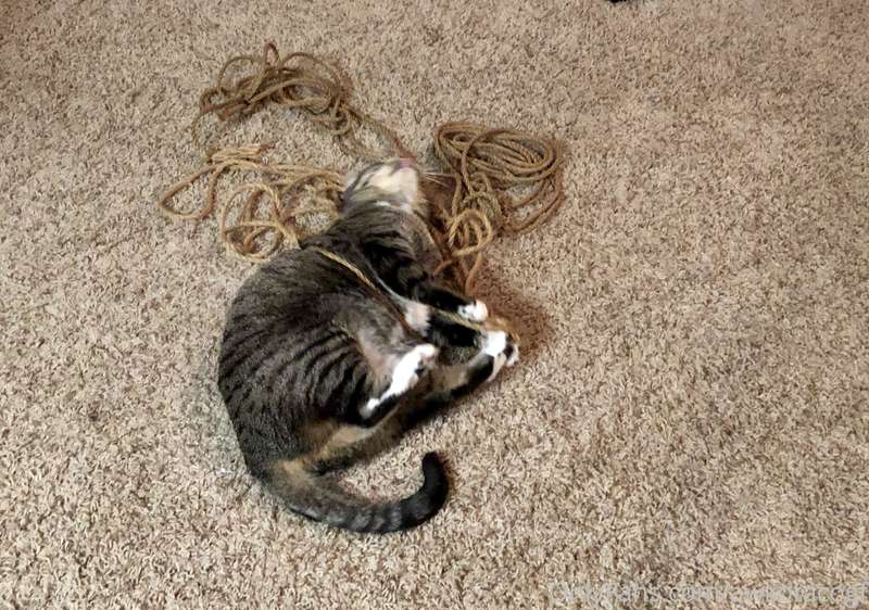 Behind the scenes: reason number 137483 why the cat should b..