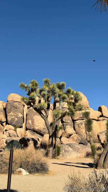 I’m in heaven. @ Joshua Tree CA