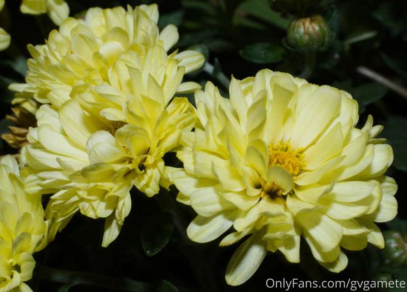 "I shoot flowers at night."