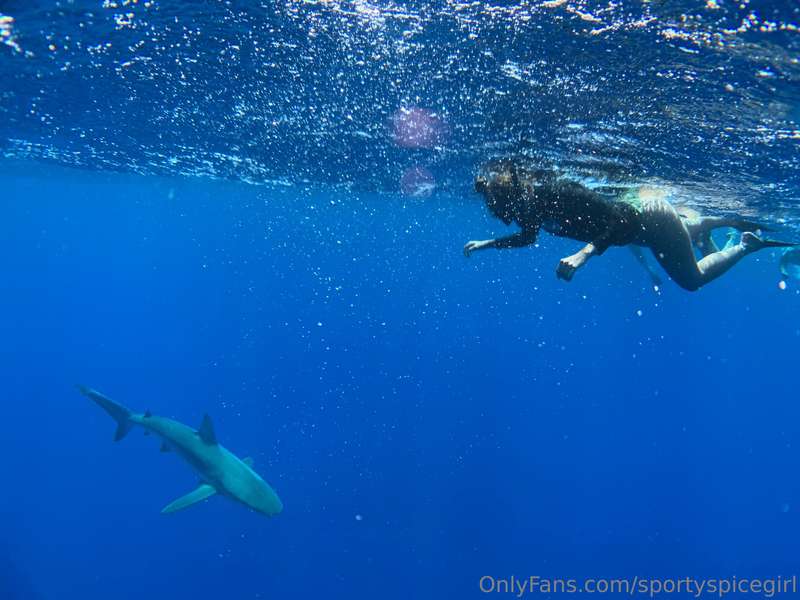 Exploring the ocean blue 💙🦈