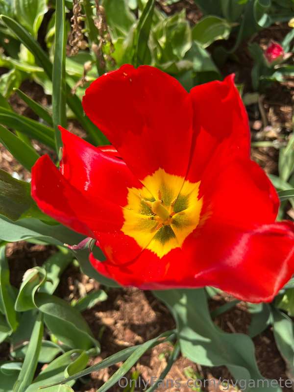 Boston tulip