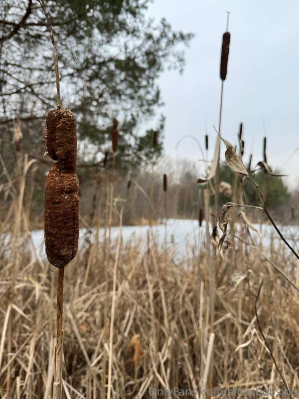 went for a hike today (swipe for nature pics) 5